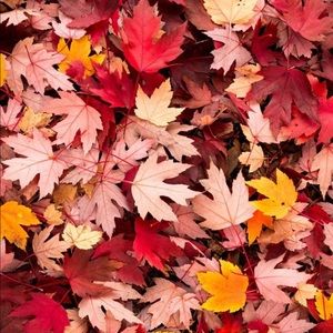 Meet your Posher, Lesley